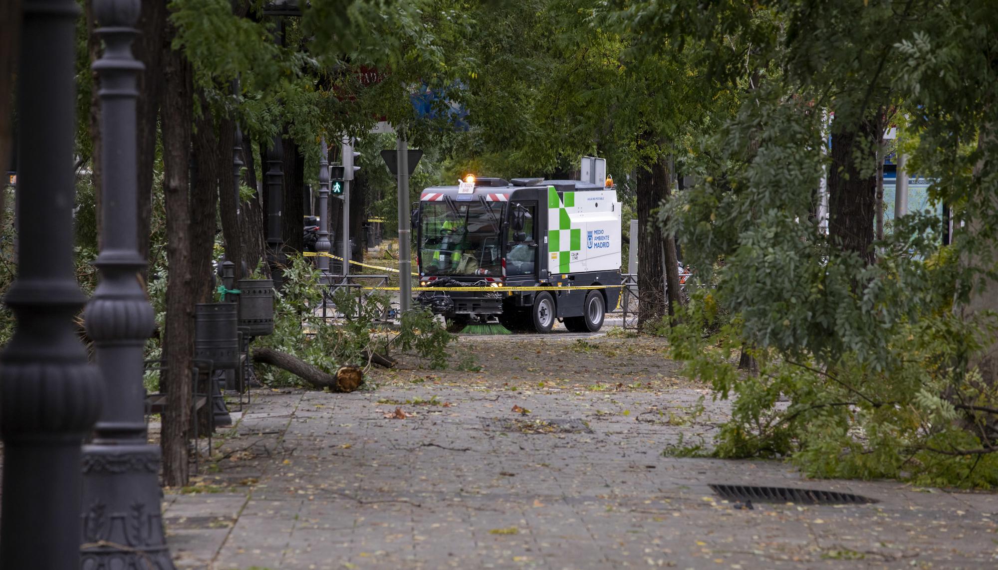 Caida arboles temporal 3